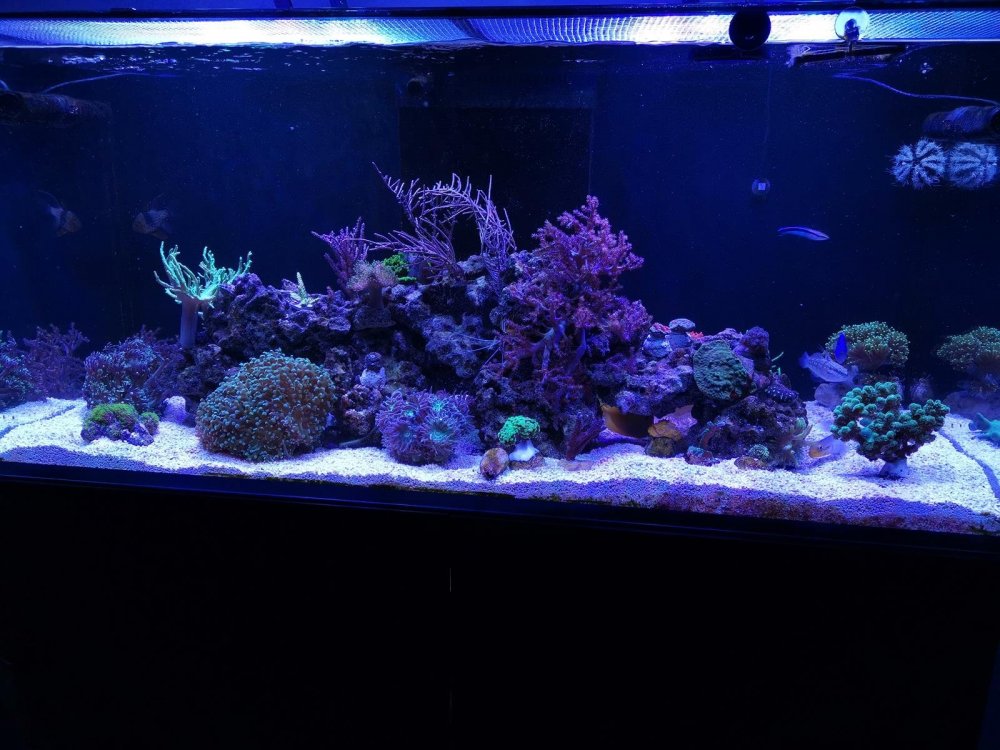 IMG_20181223_191806 (Copy).jpg