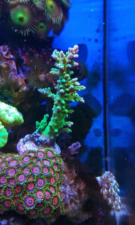 acropora.thumb.jpg.a481314b19bc91cb90320f768af0bfc9.jpg
