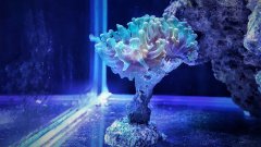 Euphyllia Paraancora fluo.jpeg