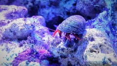 Paguristes cadenati krab czerwononogi.jpeg