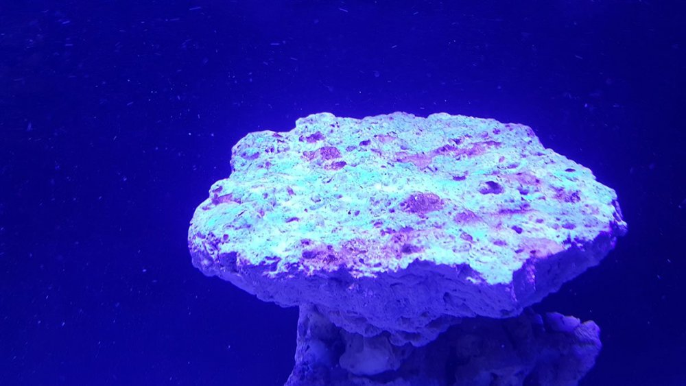 2019-03-25 16.00.56.jpg