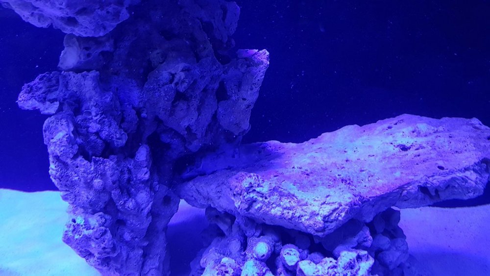 2019-03-25 16.00.59.jpg