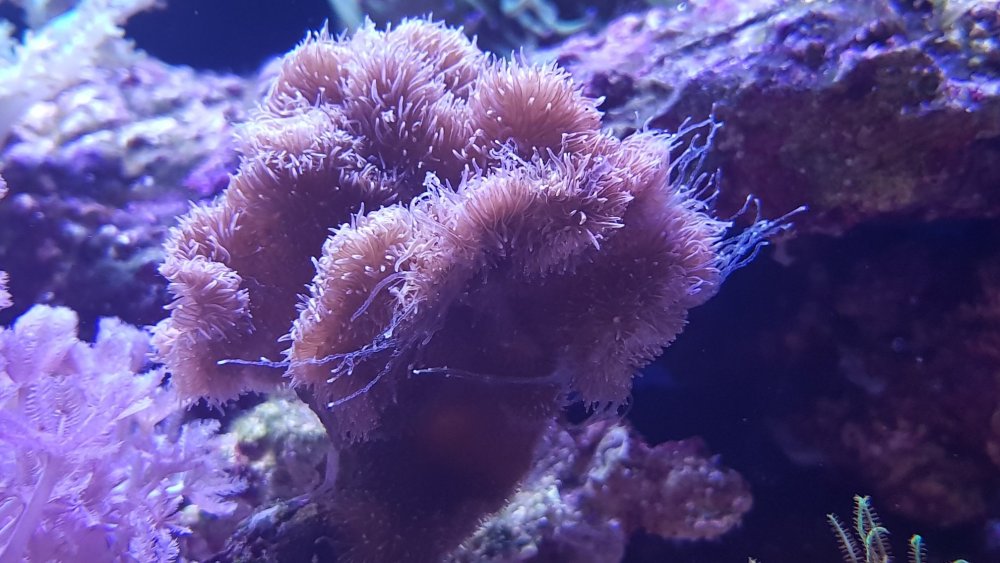 Pavona decussata.jpg