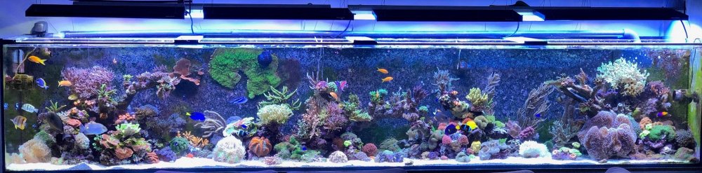 akwarium.JPG