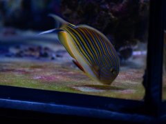 3 lineatus.jpg