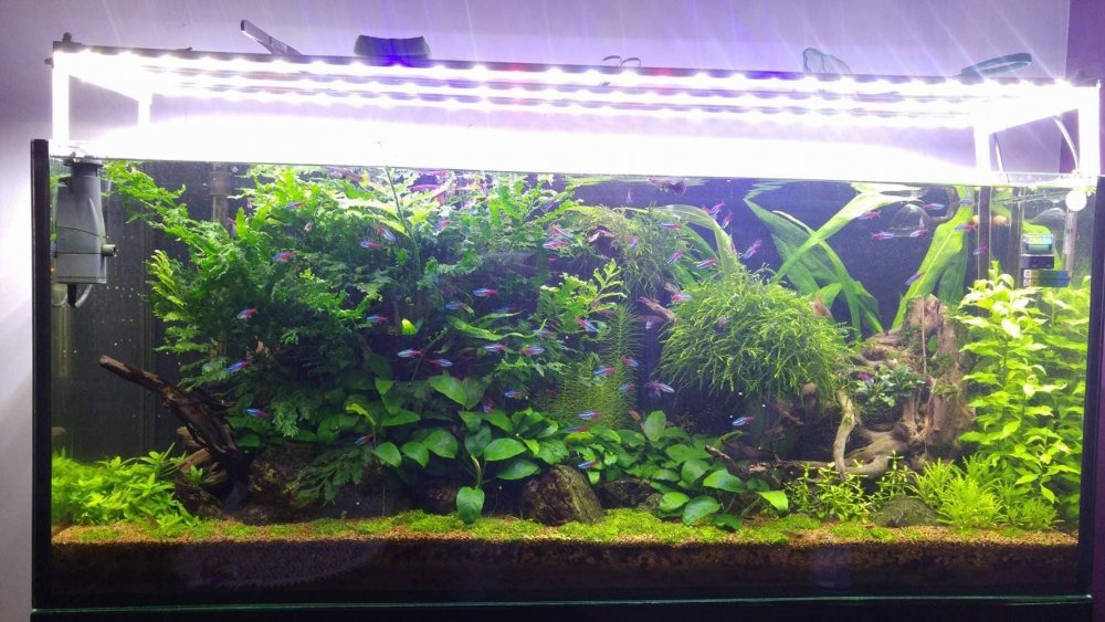 Akwarium 240.jpg