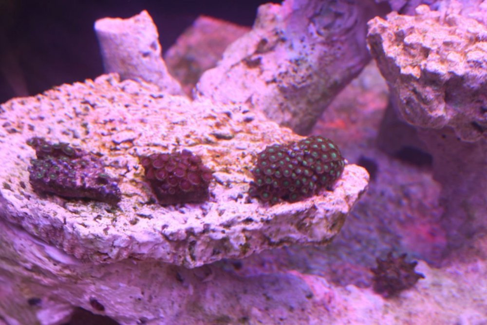 56_zoa.jpg