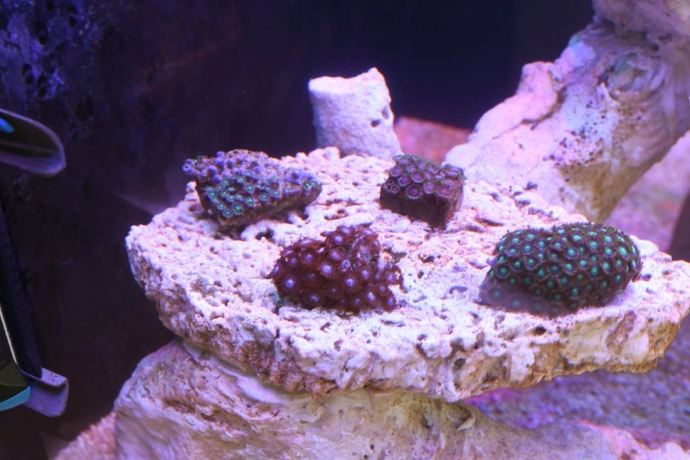 65_zoa.jpg