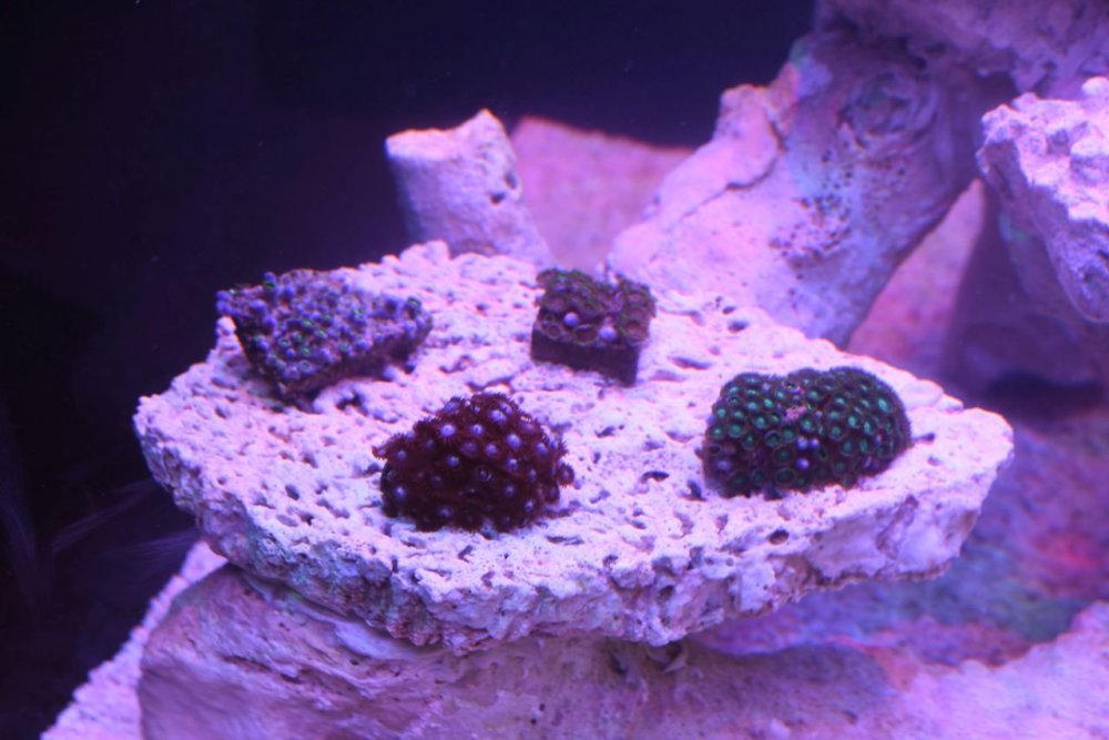 73_zoa.jpg