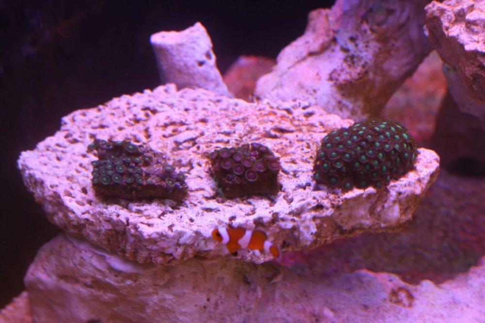 99_zoa.jpg