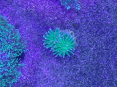 Euphyllia glabrescens