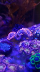 20190726_215146 (1).jpg