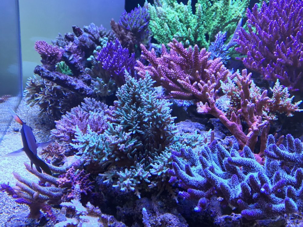 500l.jpg