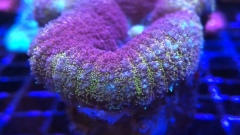 Zrzut ekranu 2019-09-20 o 13.44.14.png