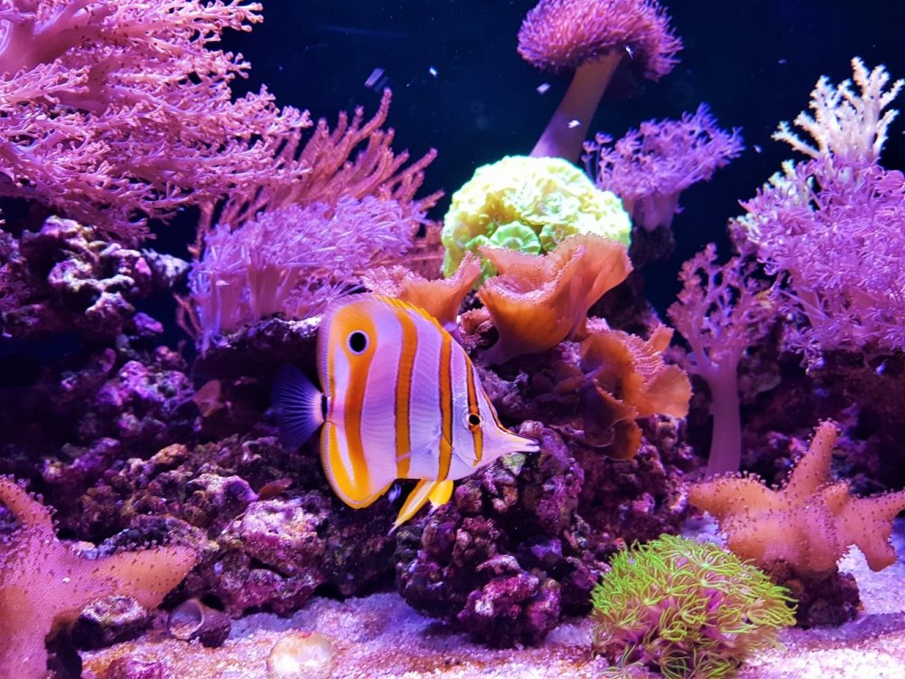 chelmonek 7.10.2019.jpg