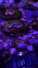 BlueHornet_3P (2).jpg