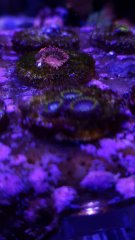 KrakatoaGod_4P (2).jpg