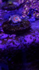 WhiteZombie_3P (2).jpg