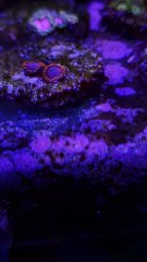 TwizzlerZoa_2P (2).jpg