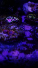 PinkDiamond_5P (2).jpg