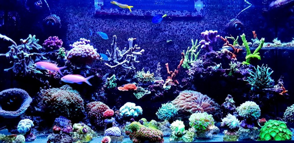 20191226_174040.thumb.jpg.b0653fd110b19fcb2a3c6e6d6267944f.jpg