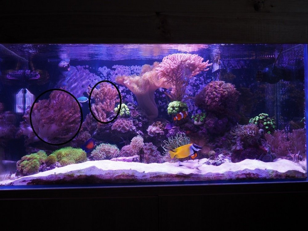 korale do identyfikacji.jpg