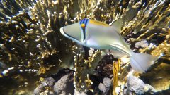 YDXJ0016_000137.jpg