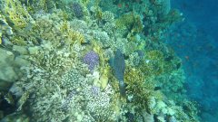 YDXJ0017_000009.jpg