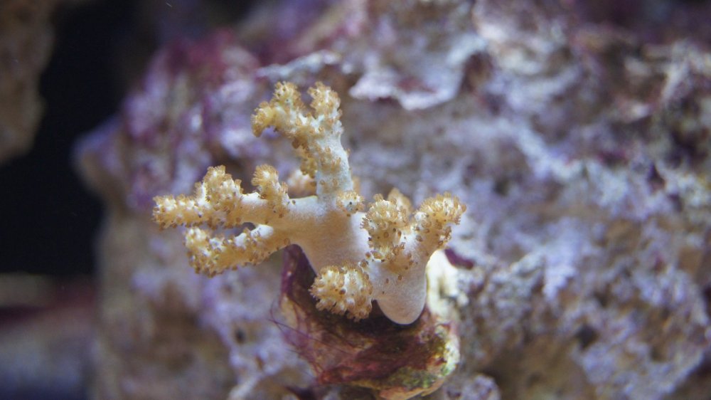 DSC08944 - Kopia.JPG