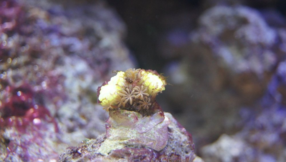 DSC08950 - Kopia.JPG