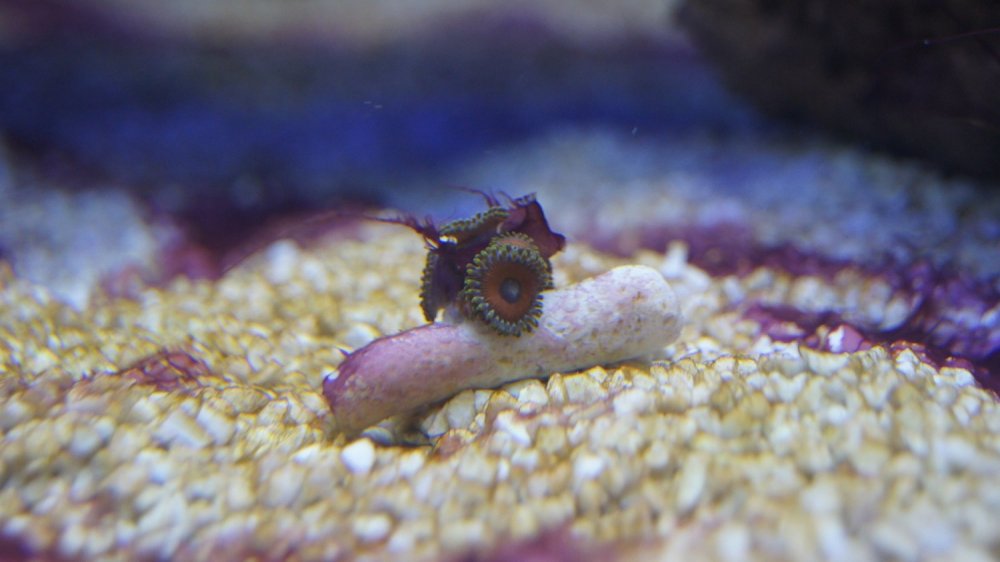 DSC08960 - Kopia.JPG