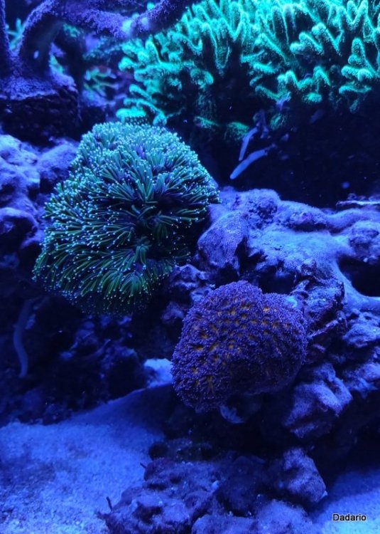 IMG_20200725_205030 (1).jpg