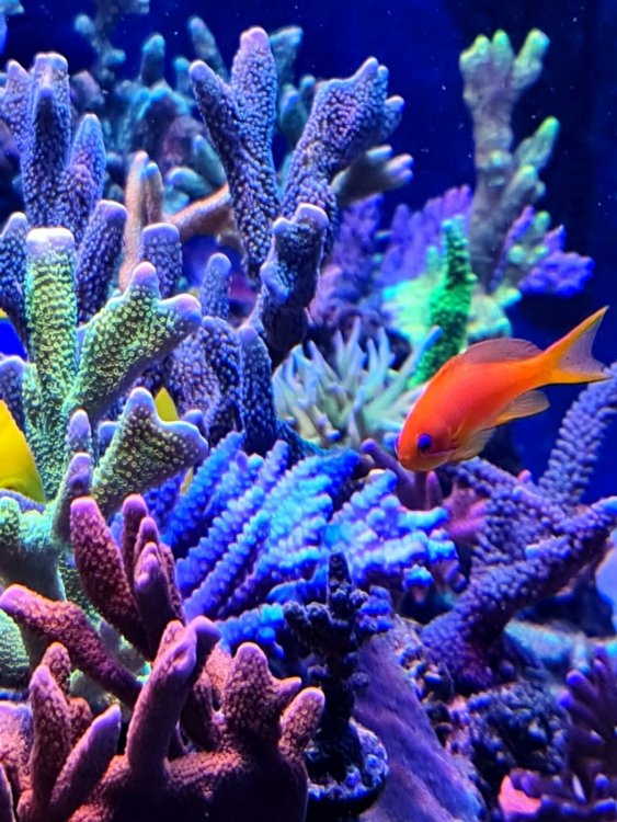 anthias1.jpg