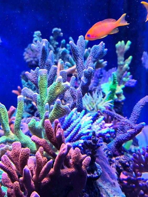anthias2.jpg