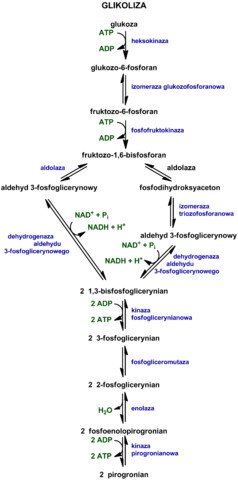 max_238px_Glikoliza2.jpg.3f1d590416e7f01844d0cc834a356b39.jpg