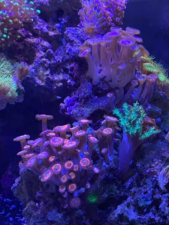 zoa.jpg