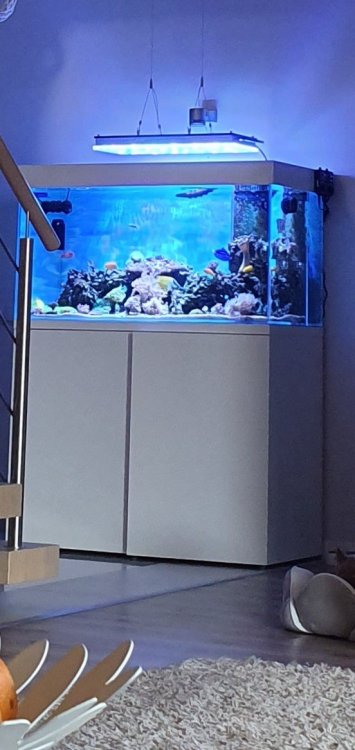 akwarium 110 x 50 x 55 oświetlenie Orphek Atlantic V4.jpg