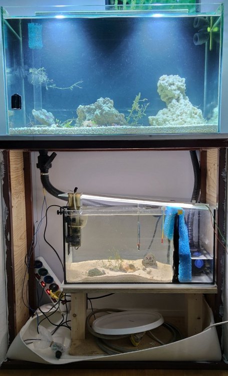 MokryBajzel 125l i sump lores.jpg