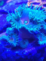 zoa cpt america (1).jpg