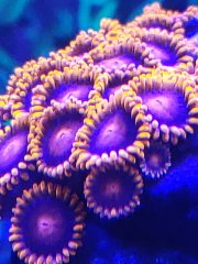 zoa bam bam (1).jpg