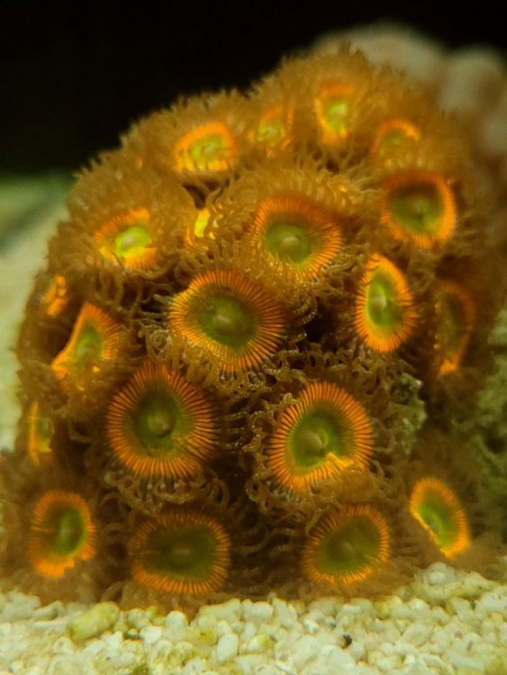 zoa sunny d.jpg