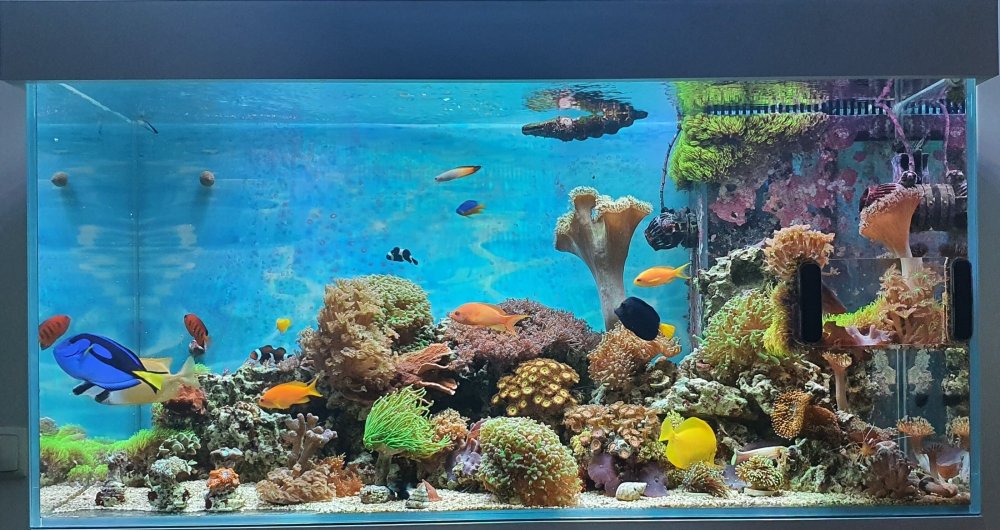 Akwarium.thumb.jpg.1afc8ebc41d5ee5fdbca22b74f5ad432.jpg