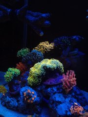 IMG_20220320_182458_1.jpg