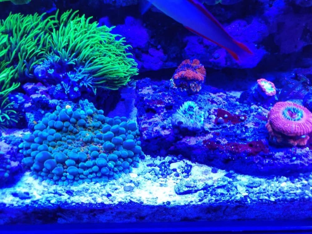 micromussa4.thumb.jpg.8bcbed9c833f426cc85d66e00cd5b547.jpg