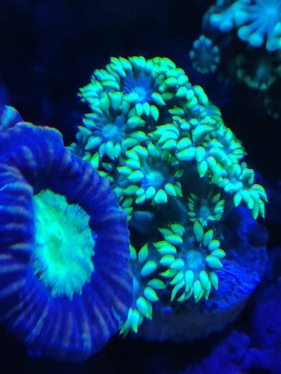 goniopora.thumb.jpg.96139b3448fa1ccfaf5af10278df569d.jpg