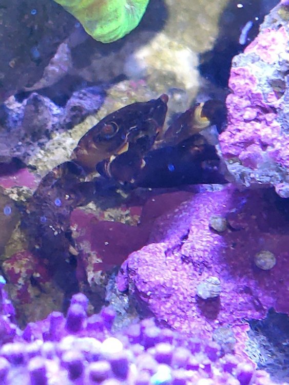 krab.thumb.jpg.1f8841ea332634803ba97a94c65063f3.jpg