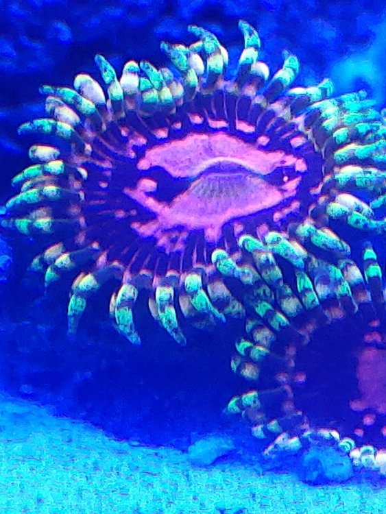 zoa1.thumb.jpg.7d74d926ee33954a0e817b3f4432f4f8.jpg