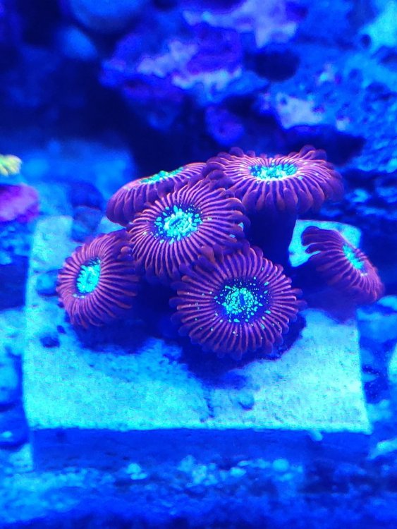 zoa2.thumb.jpg.71741e42120880fe6a926af5cb918473.jpg