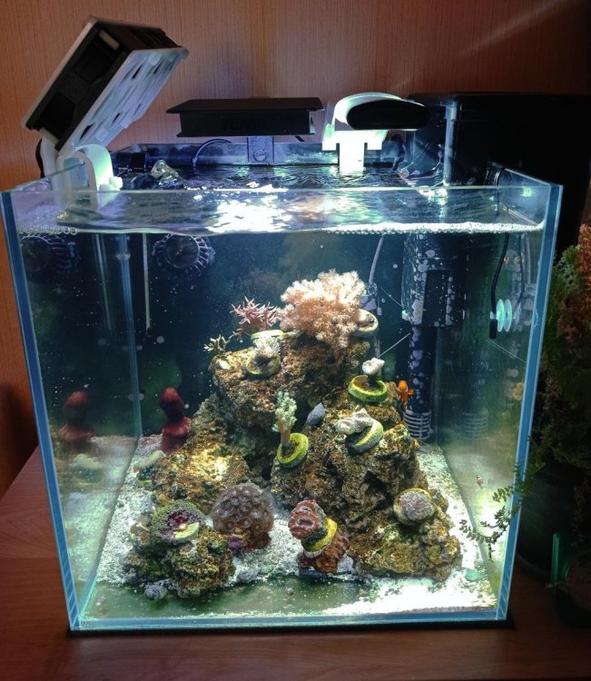 akwarium.thumb.jpg.736d01744a16b9d46ddccef6dc874c33.jpg
