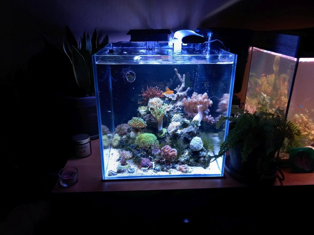 nanoreef.thumb.jpg.e01da4295d61d4e040b96c734dd9ffb5.jpg